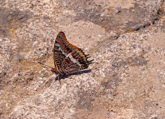Two-tailed Pasha butterfly sitting on on a stone 