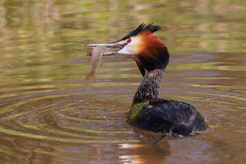 Great Crested Grebe (Podiceps cristatus) with fish, the Netherlands