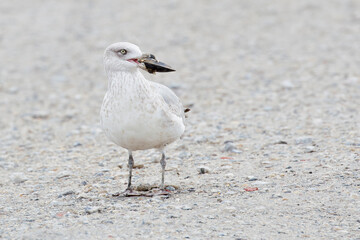 American herring gull (Larus argentatus smithsonianus) with shell, Edwin B. Forsythe National Wildlife Refuge, New Jersey, USA