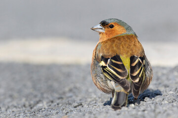 Chaffinch (Fringilla coelebs) male, the Netherlands