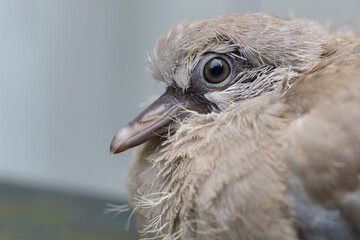 Eurasian Collared Dove (Streptopelia decaocto) juvenile portrait, the Netherlands
