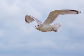 European Herring Gull (Larus argentatus) flying, the Netherlands