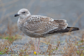 European Herring Gull (Larus argentatus), the Netherlands