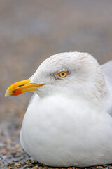 European Herring Gull (Larus argentatus), the Netherlands