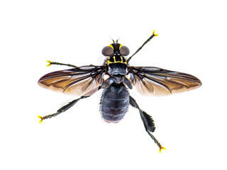 Trichopoda lanipes is a species of bristle or feather legged fly. top dorsal from the back view isolated on white background