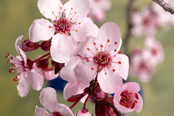 blooming sakura flowers close-up. Blurred background, selective focus.
