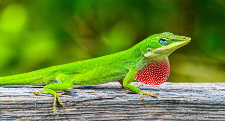 Wild Green Anole - Anolis carolinensis - showing off his red dewlap.  Large adult male on top of...