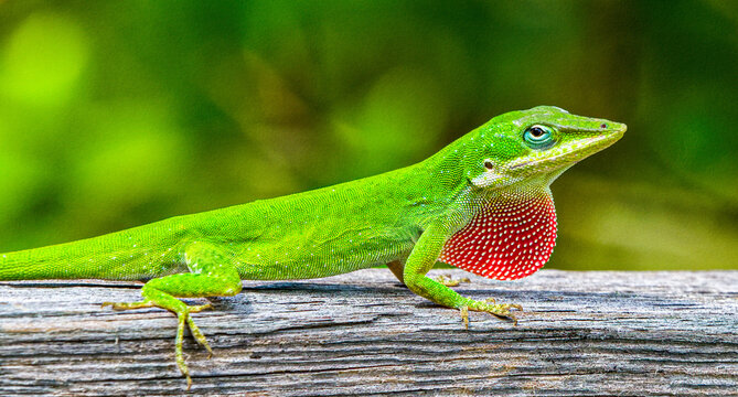 Wild Green Anole - Anolis carolinensis - showing off his red dewlap.  Large adult male on top of wood fence. Florida native