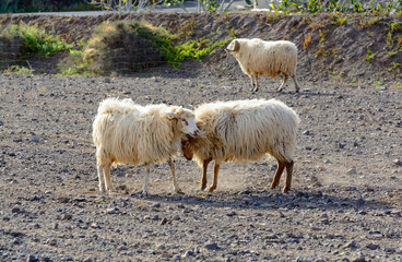 Shaggy rams walking on ploughed field on bio cheese farm on Fuerteventura, Canary Islands, Spain