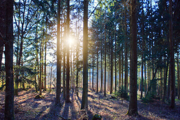 Beautiful spring forest with bright sunlight in the fog.