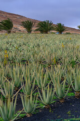 Aloe vera plantation, cultivation of aloe vera, healthy plant used for medicine, cosmetics, skin care, decoration