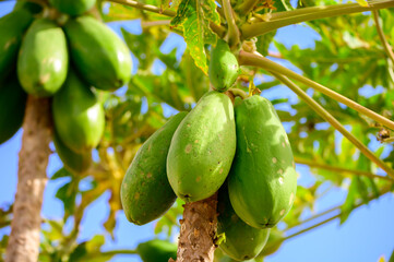 Tropical green papaya fruits hanging on tree