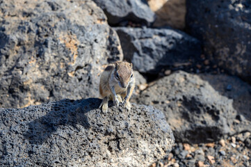 Chipmunk or barbary ground squirrel animal sits on dark lava stones on Fuerteventura, Canary Islands, Spain
