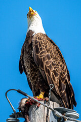 american bald eagle