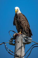 Eagle
