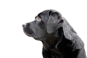 Profile of labrador retriever isolate on white background. Portrait of a young labrador dog.