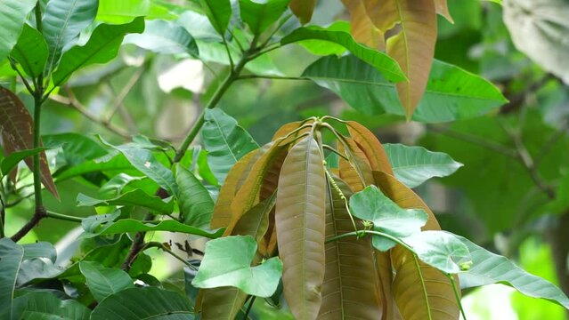 Green mango leaves (Mangifera indica) leaves with a natural background