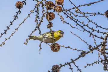 落葉松の木の枝にとまるマヒワ