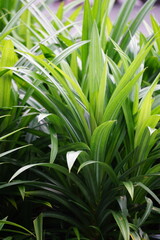Pandanus amaryllifolius (Indonesian called pandan wangi) with a natural background. Indonesian use it to give food with special aroma