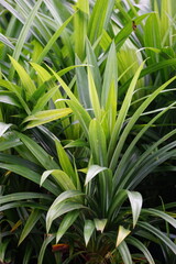 Pandanus amaryllifolius (Indonesian called pandan wangi) with a natural background. Indonesian use it to give food with special aroma