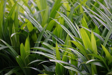 Pandanus amaryllifolius (Indonesian called pandan wangi) with a natural background. Indonesian use it to give food with special aroma