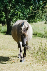 Konik pony (Equus ferus caballus) on a path