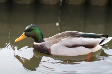 duck on the lake