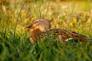 sleeping mallard hen in springtime