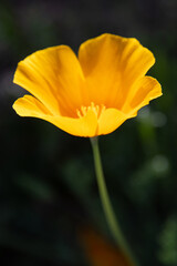 California poppy (Eschscholzia californica) detail