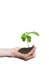 Close up view on the palms holding oak sapling. Plant in the hands isolated on white background. Care of the Environment. Ecology concept.