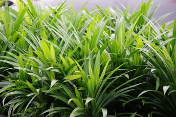Pandanus amaryllifolius (Indonesian called pandan wangi) with a natural background. Indonesian use it to give food with special aroma