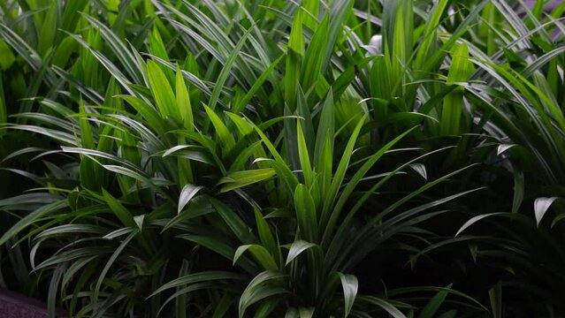 Pandanus amaryllifolius (Indonesian called pandan wangi) with a natural background. Indonesian use it to give food with special aroma