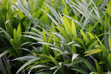 Obraz premium Pandanus amaryllifolius (Indonesian called pandan wangi) with a natural background. Indonesian use it to give food with special aroma
