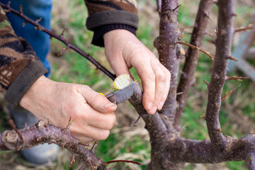 The gardener sharpens the cut of the fruit tree with a knife blade for split grafting. Cultivation of an orchard
