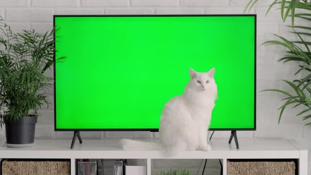 Fluffy white cat lying, sitting, walking, sleeping, relaxing near big TV with green screen at home, Advertising of goods for cats and kittens, Chroma key