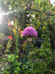 purple flower in the garden