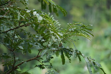 Sato leaves (Parkia speciosa, Parkia speciosa, petai, pete, twisted cluster bean, stinky bean) with natural background. Petai is one of the exotic fruit which special strong aroma from Indonesia.