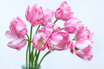 Fototapeta na wymiar Tulips close up. Bouquet of pink tulips close up. Tulip petals. Buds of faded flowers. Flowers on a white background. Beautiful bouquet. Floral background . Spring flower