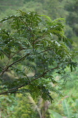 Sato leaves (Parkia speciosa, Parkia speciosa, petai, pete, twisted cluster bean, stinky bean) with natural background. Petai is one of the exotic fruit which special strong aroma from Indonesia.