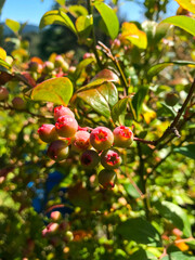 unripe blueberries growing