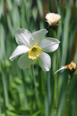 Narcissus flower is in green grass.