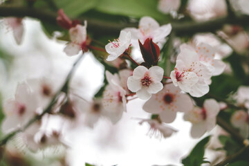 Fowers of the cherry or apple blossom. Sakura flower.