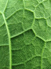 green leaf texture