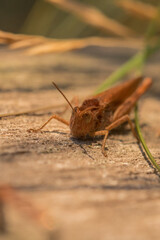 Head shot of a common field grasshopper (Chorthippus brunneus)