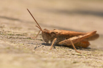 Close up common field grasshopper (Chorthippus brunneus)