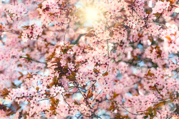 Selective and soft focus on flower tree, flowering cherry tree, beautiful branch in bloom
