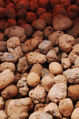 Expanded clay. small lumps of clay used in construction and for growing plants.