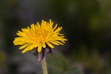 Flower of the dandelion (Taraxacum officinale)