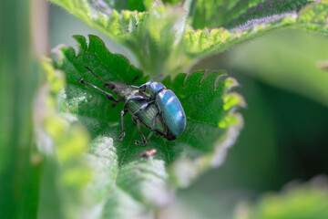 Pair of mating nettle beetles (Phyllobius pomaceus)
