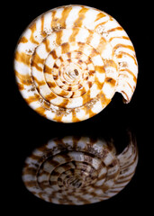 Marine Cone Snail Shell